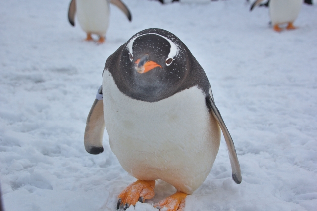 英語記事 新しいペンギンの種類が発見された 動物雑学 Mkマッシュルーム